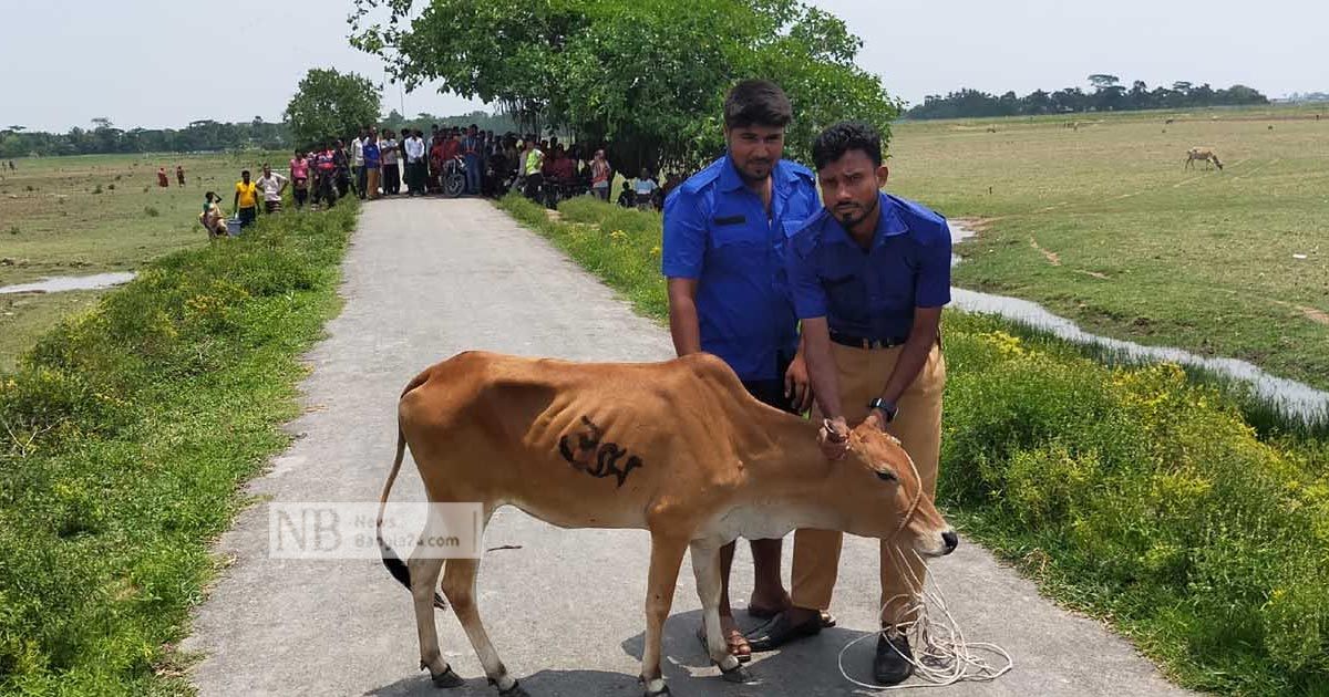 মালিকানা নিয়ে থানা-পুলিশ-সালিশ, শেষে ‘রায়’ দিল গরুই