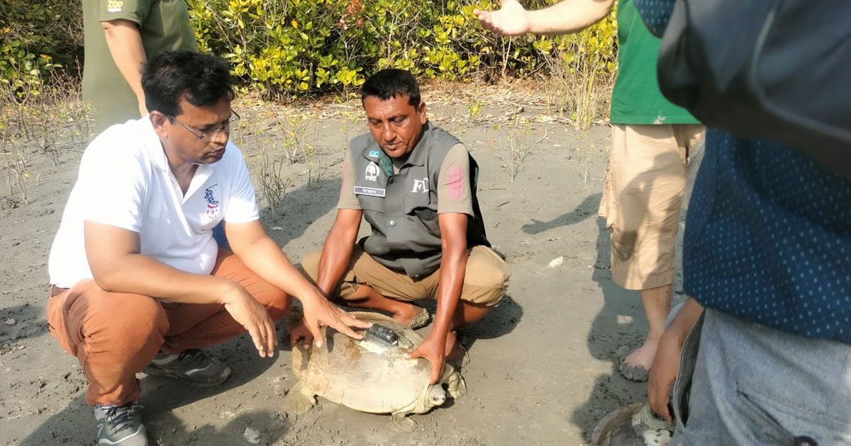 প্রকৃতিতে ফিরছে বিলুপ্তপ্রায় ‘বাটাগুর বাসকা’