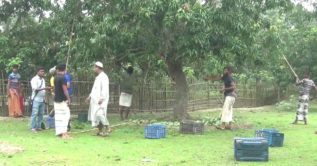 Mango-laying-started-in-Naogaon-with-Guti