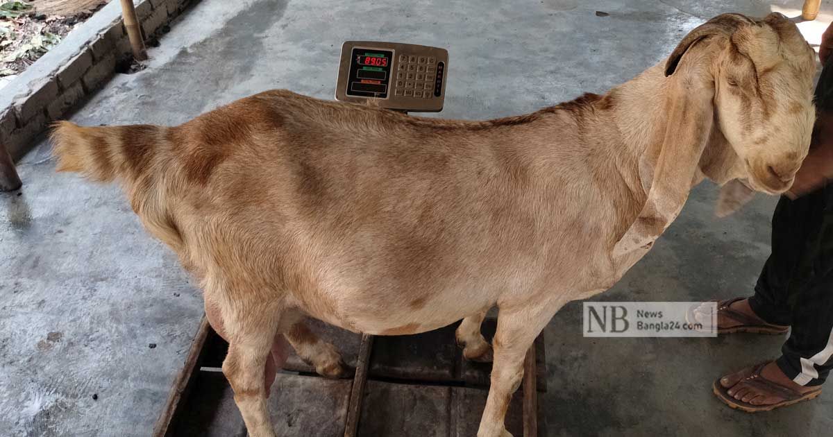 The-owner-wants-to-enter-the-goats-weight-of-89-kg-in-the-record-book