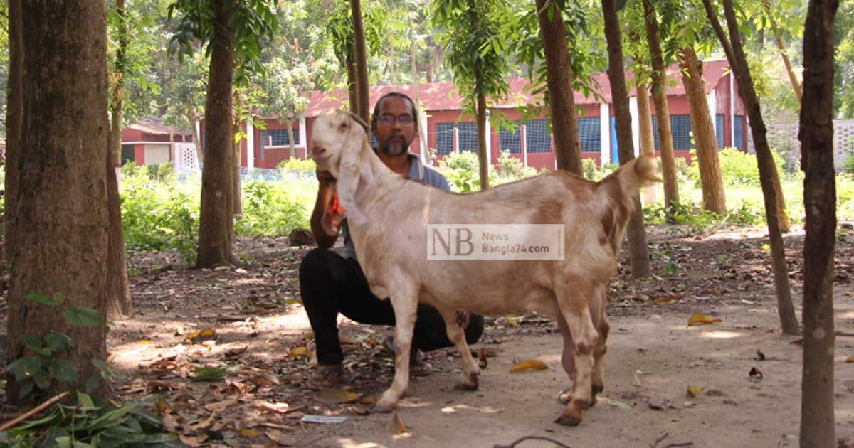 ছাগলের ওজন ৮৯ কেজি, রেকর্ড বইয়ে নাম লেখাতে চান মালিক