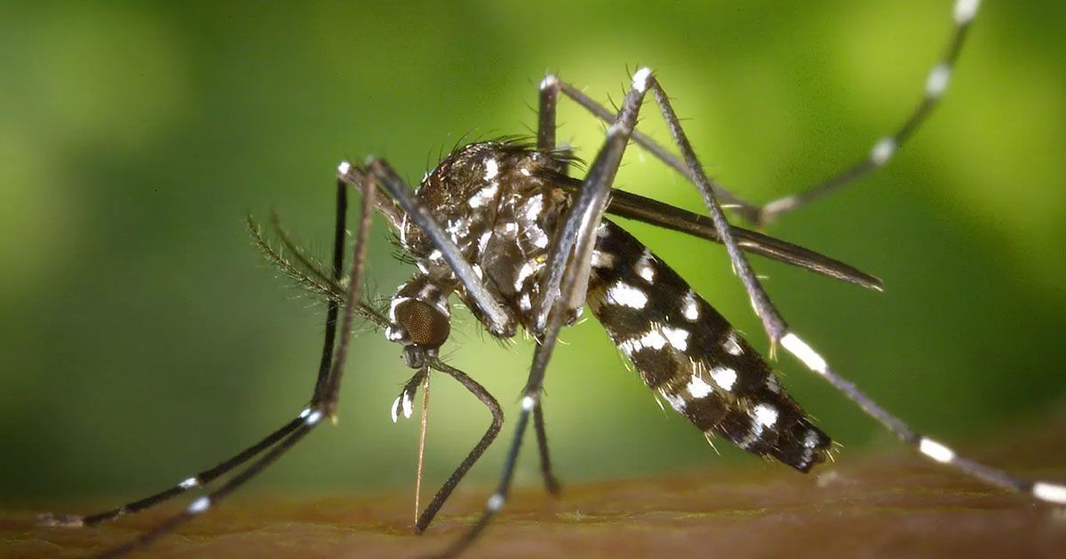 220-dengue-patients-in-hospital-in-24-hours