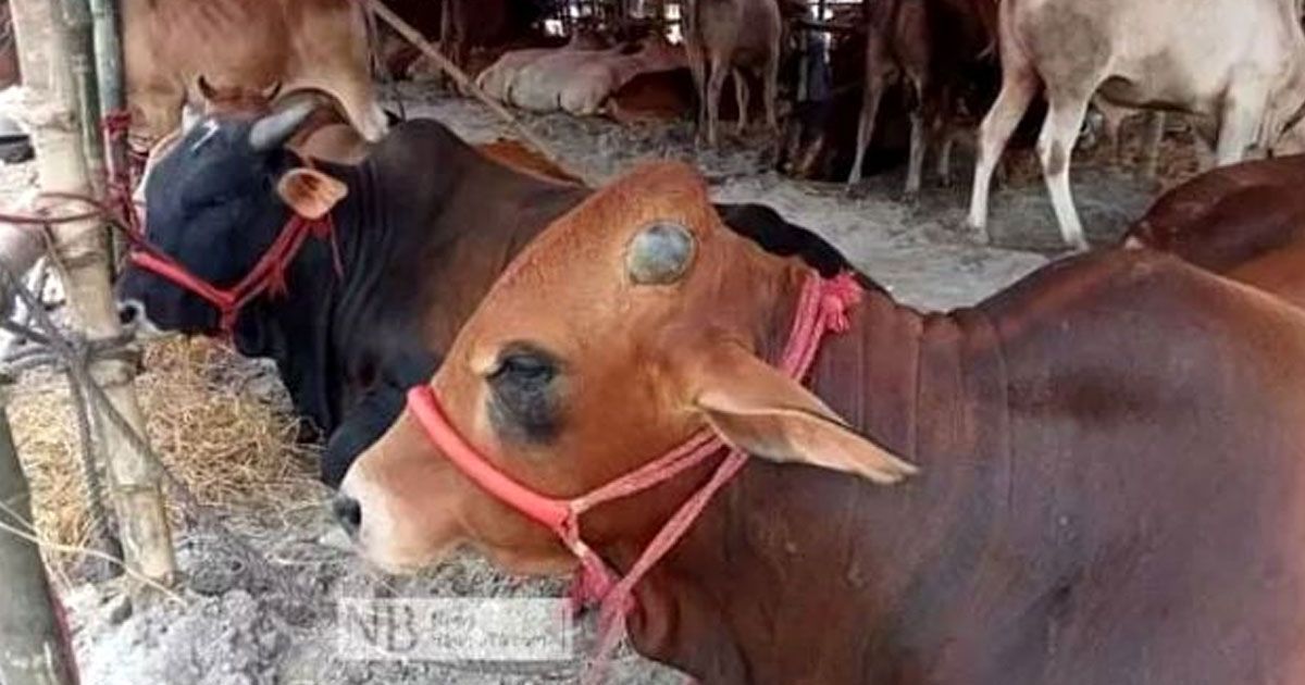 The-moratorium-on-the-sale-of-sacrificial-animals-in-Aftabnagar-has-been-extended-by-2-months