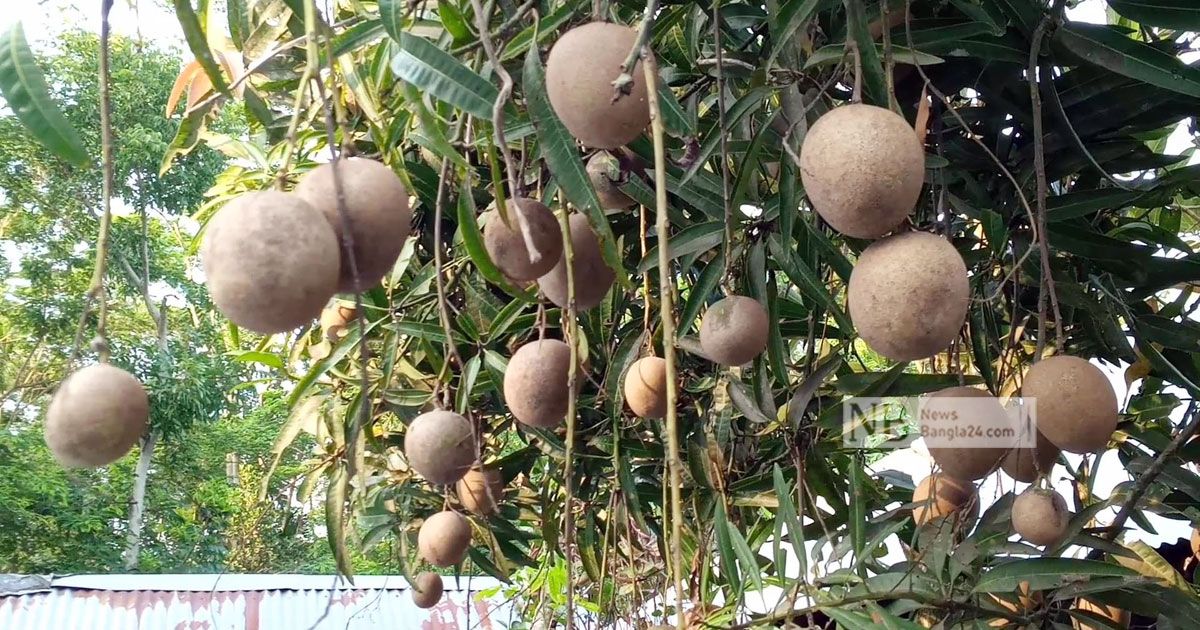 Safeda-is-hanging-in-bunches-of-mango-trees