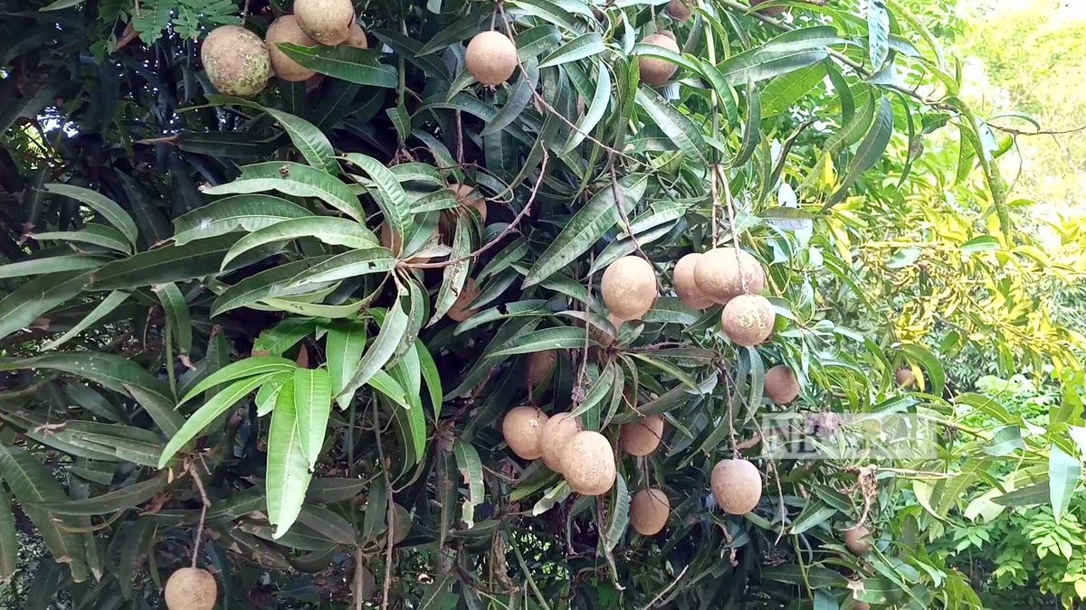 আম গাছে থোকায় থোকায় ঝুলছে সফেদা!