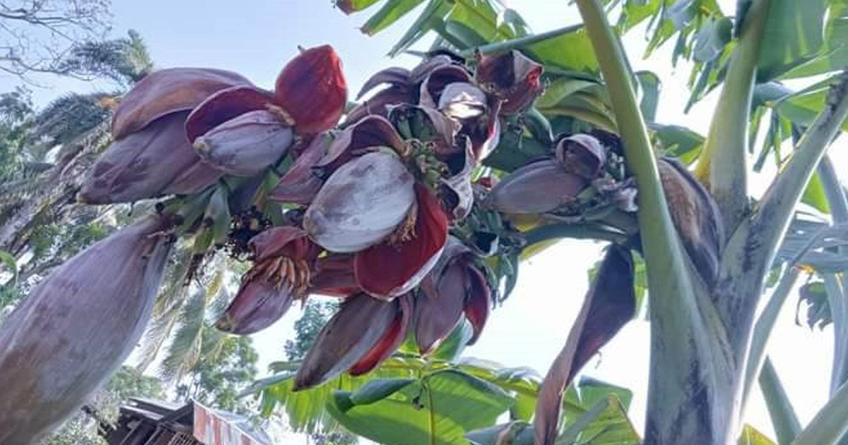 16-Mocha-per-banana-tree