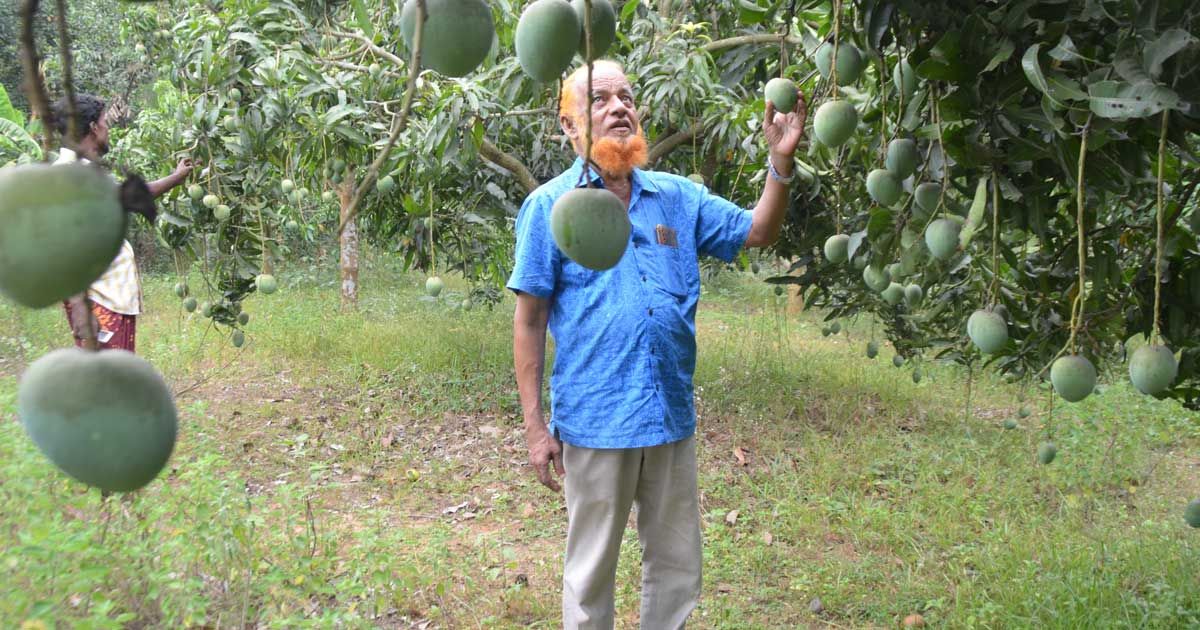 Sweet-mango-cultivation-is-increasing-in-Lalmai-hills