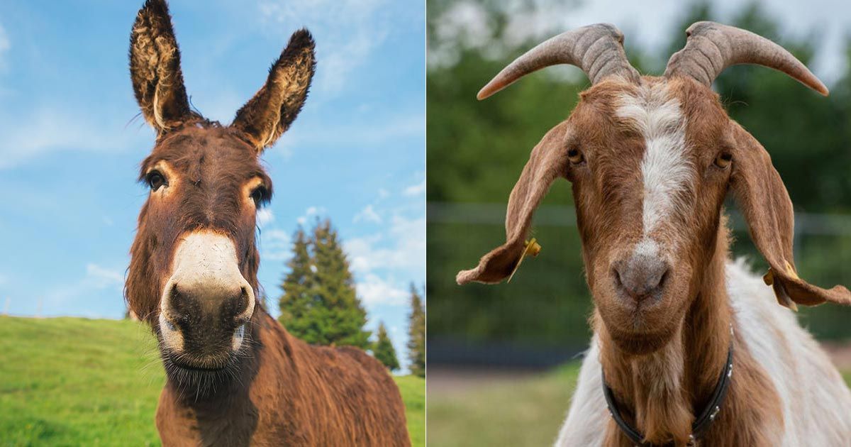 The-number-of-donkeys-and-goats-in-Pakistan-is-increasing