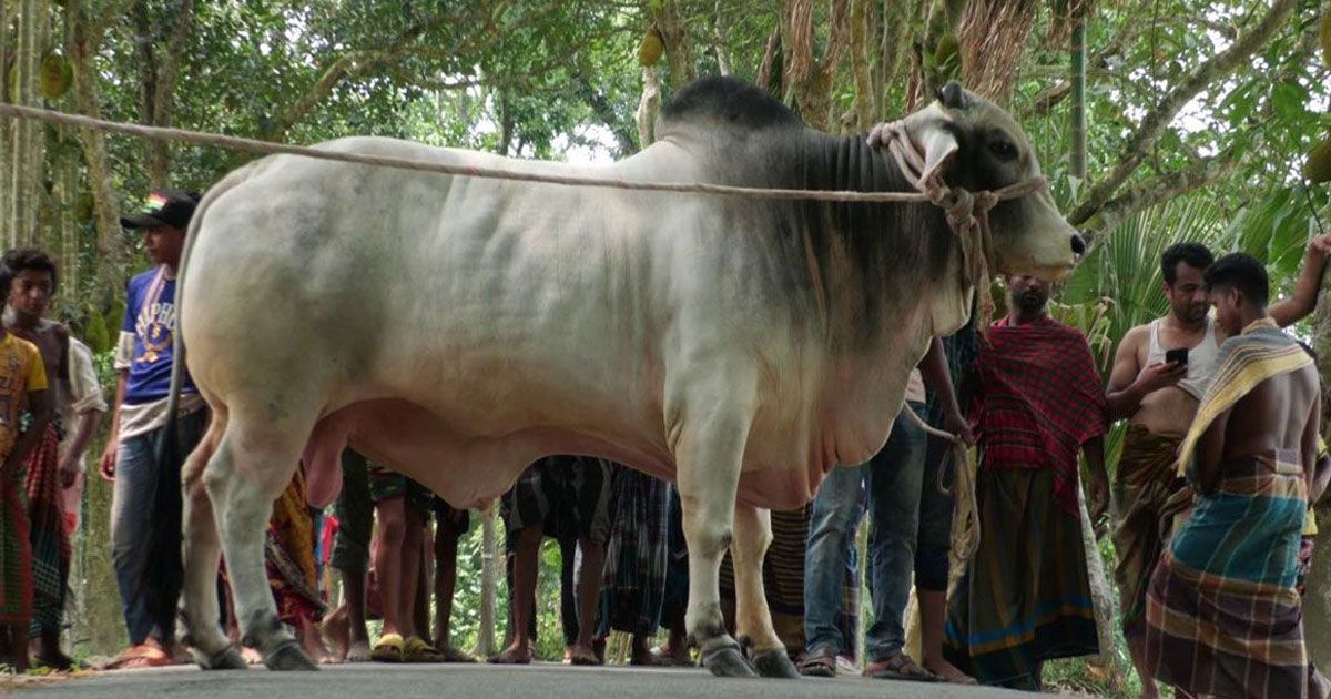 Sacrificial-cow-gift-to-Prime-Minister-by-farmer-couple