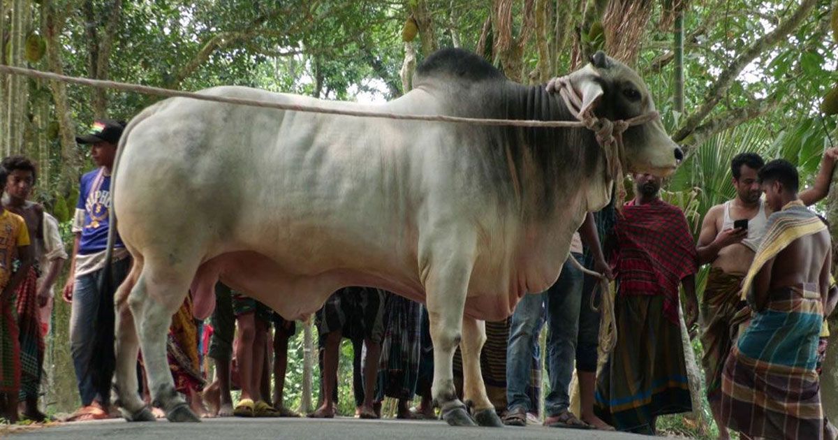 প্রধানমন্ত্রীকে-কোরবানির-গরু-উপহার-কৃষক-দম্পতির