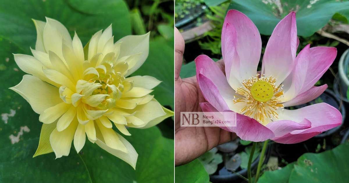 আঙিনায়-পদ্মের-মেলা