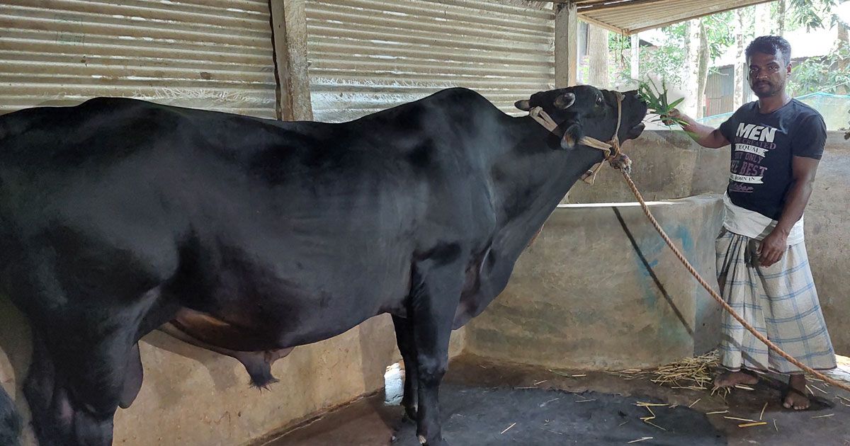 কালু-মামার-দাম-হাঁকা-হচ্ছে-১০-লাখ