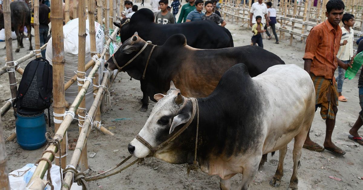 পশুতে ভরে উঠছে রাজধানীর কোরবানির হাট