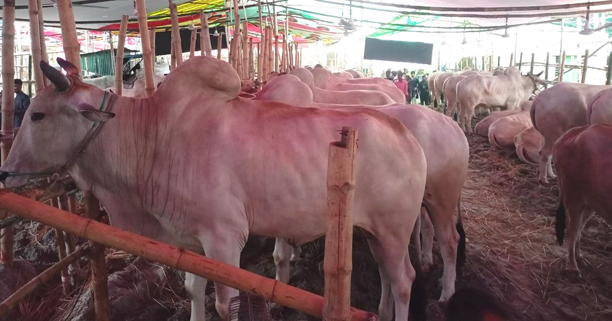 গাবতলী পশুর হাটে এখনও চলছে প্রস্তুতি