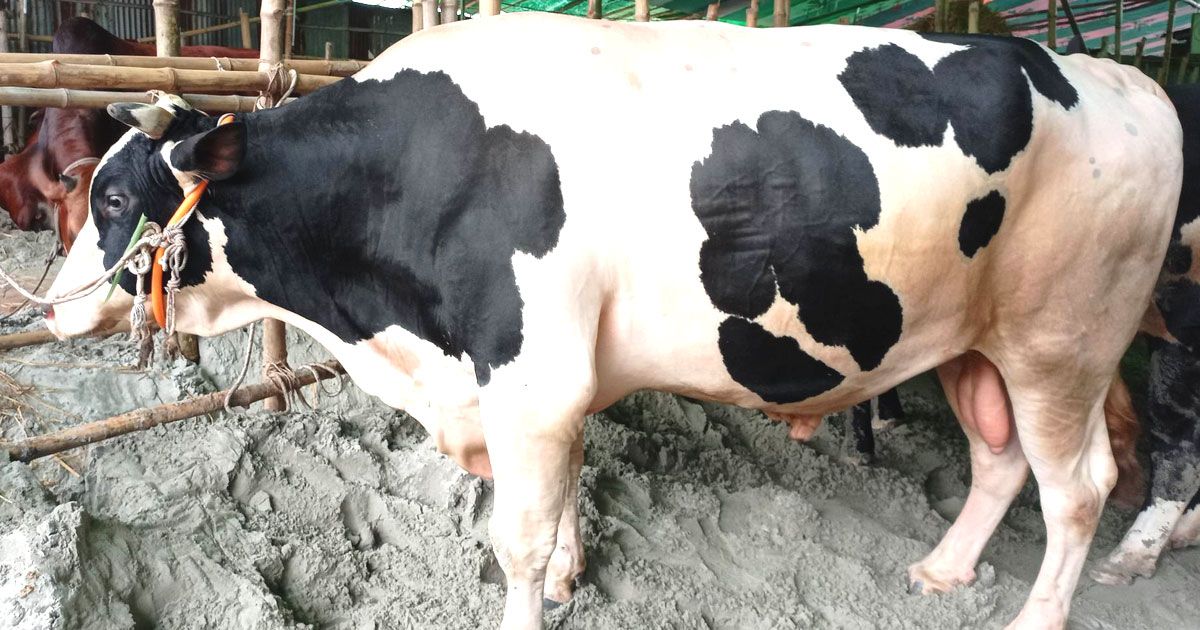 ‘কুষ্টিয়ার মিনিস্টার’ এখন গাবতলীতে