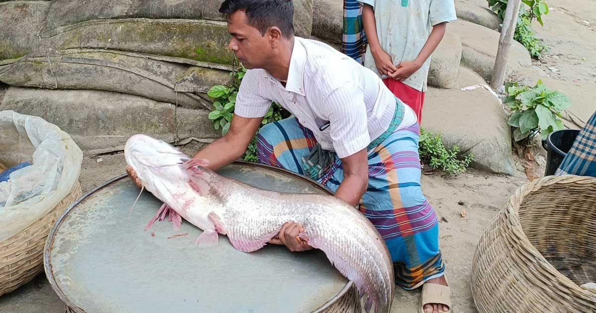 পদ্মায় জেলের জালে সাড়ে ১২ কেজির বোয়াল