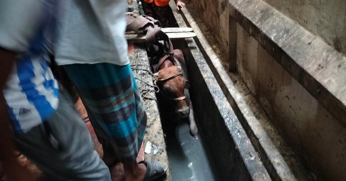 ড্রেনে-পড়া-কোরবানির-গরুকে-পৌনে-৪-ঘণ্টার-চেষ্টায়-টেনে-তুলল-ফায়ার-সার্ভিস