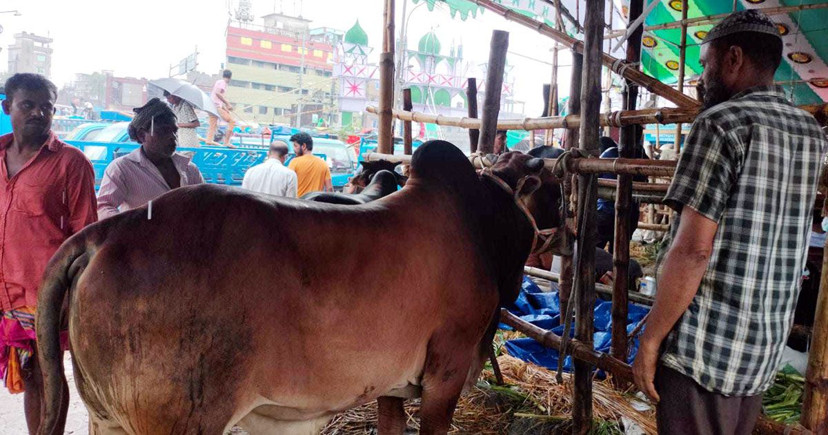 ‘লসে গরু দেয়ার চেষ্টা করছি, তাও লিচ্ছে না’