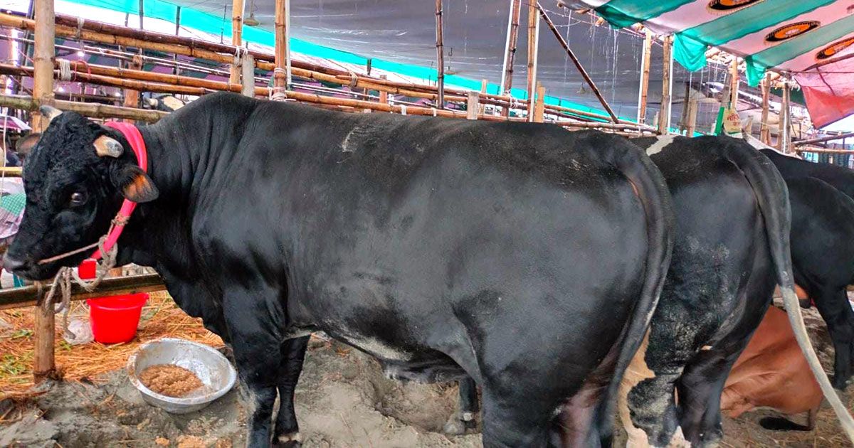 ‘লসে গরু দেয়ার চেষ্টা করছি, তাও লিচ্ছে না’