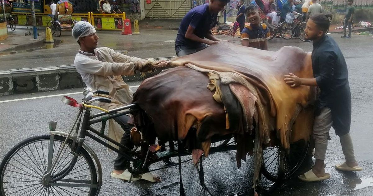 কোরবানির পশুর চামড়া বেচাকেনায় সেই নৈরাজ্য 