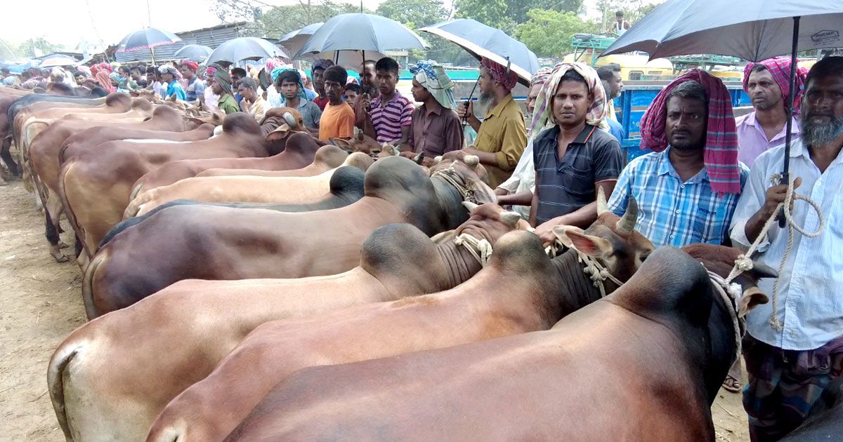 ঈদে সারা দেশে ১ কোটি ৪১ হাজার পশু কোরবানি