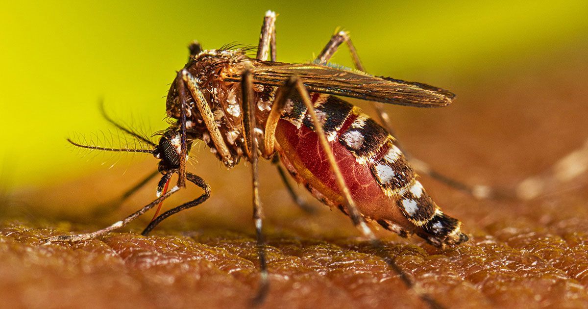 রাজধানীর অর্ধেক এলাকাই ডেঙ্গুর উচ্চ ঝুঁকিতে