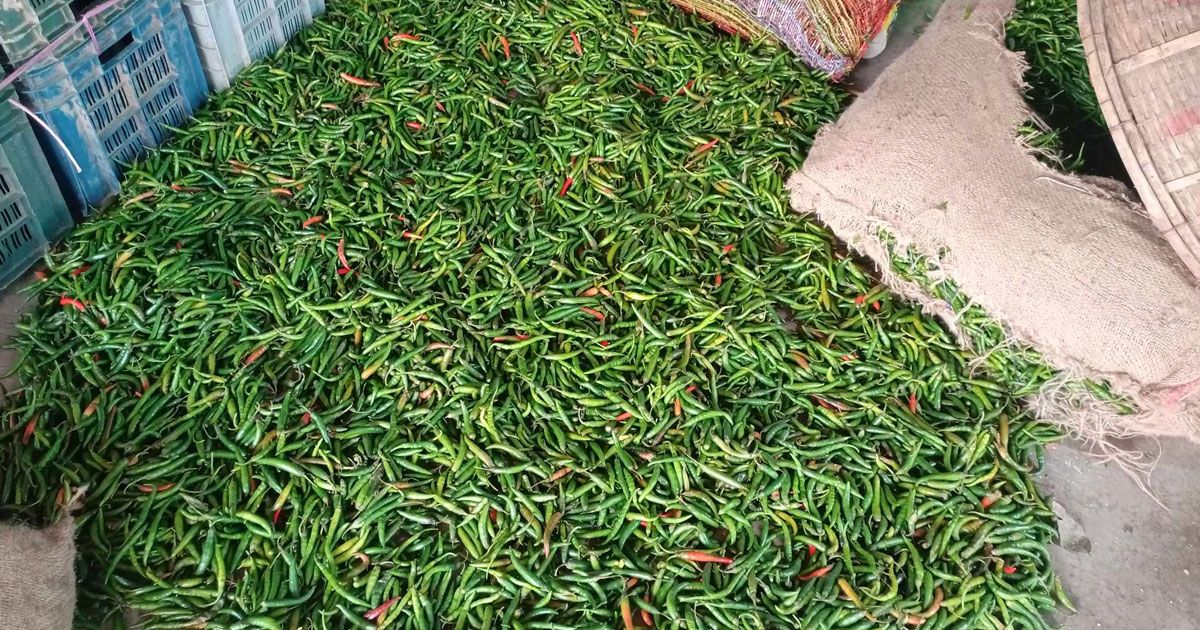 রাজধানীতে কাঁচামরিচের কেজি ২৪০ থেকে ৩২০