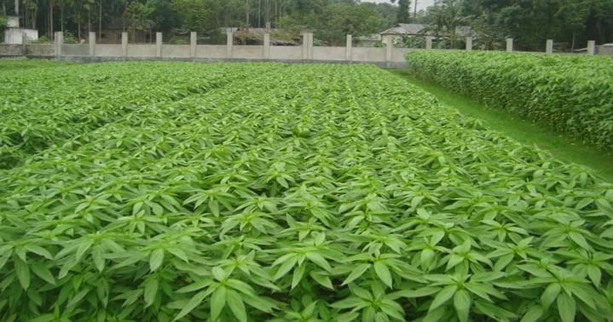 বিনার-পাটশাকে-আগ্রহী-হচ্ছেন-কৃষকরা-