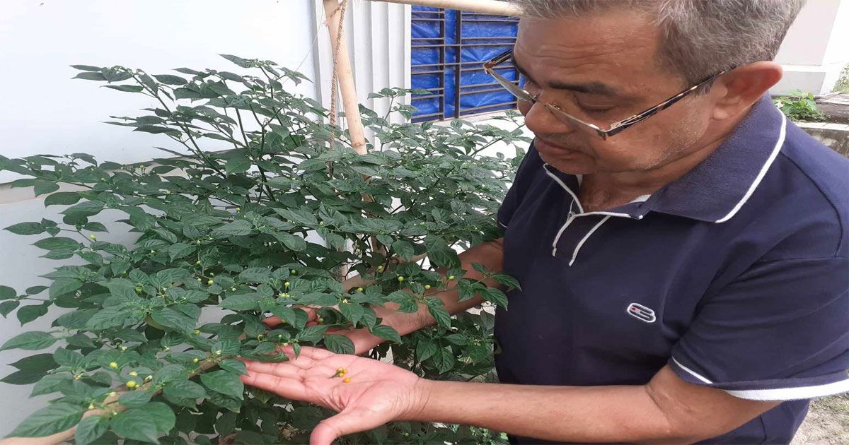 বিশ্বের-সবচেয়ে-দামি-মরিচের-চাষ-কুমিল্লায়