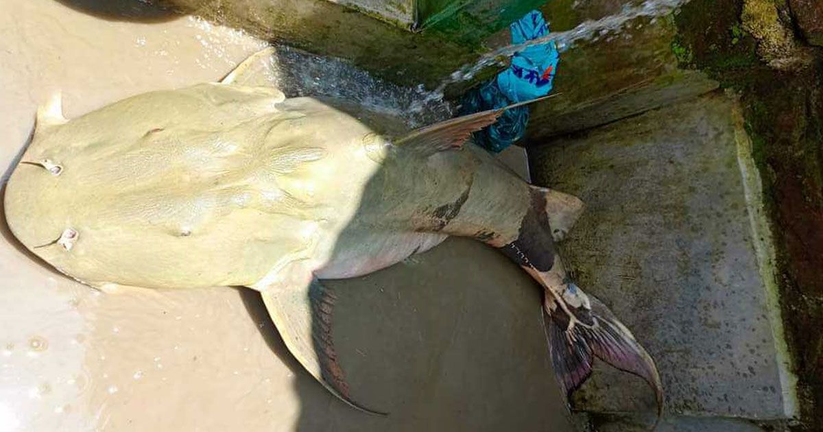 মহানন্দায়-ধরা-পড়ল-৩২-কেজির-বাঘাইর
