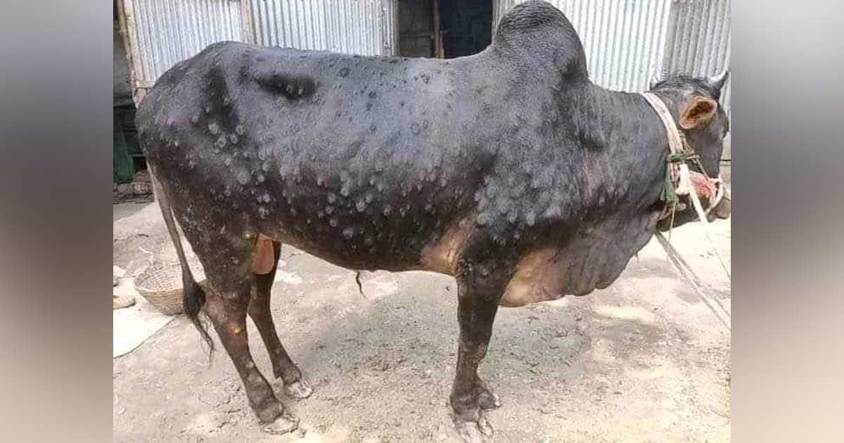 ছড়িয়ে-পড়ছে-গরুর-লাম্পি-স্কিন-রোগ-আতঙ্কে-খামারিরা