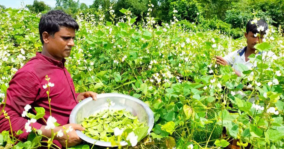 অসময়ে শিম চাষে অধিক লাভবান কৃষকরা