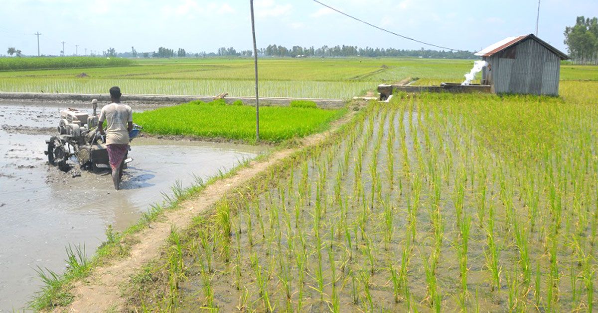 অনাবৃষ্টিতে ভারী হচ্ছে আমন চাষির খরচের বোঝা