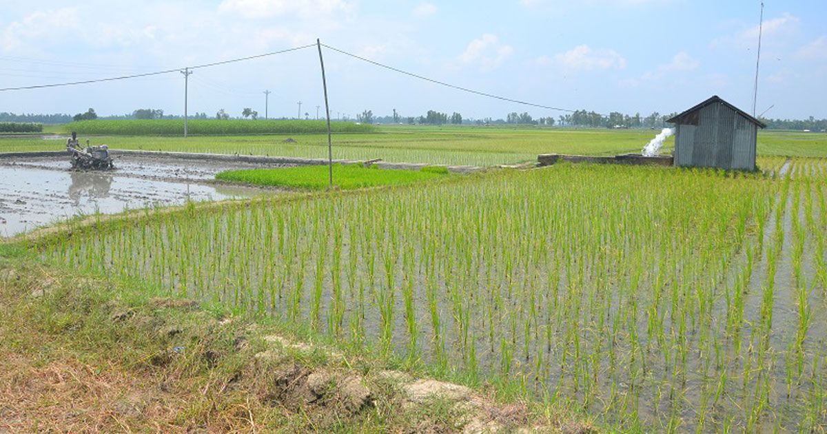 অনাবৃষ্টিতে ভারী হচ্ছে আমন চাষির খরচের বোঝা
