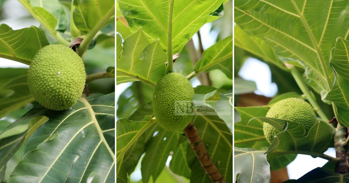 দেখতে-কাঁঠালের-মতো-কিন্তু-কাঁঠাল-নয়