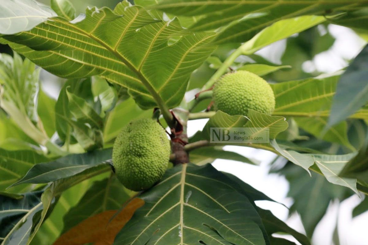 দেখতে কাঁঠালের মতো, কিন্তু কাঁঠাল নয়