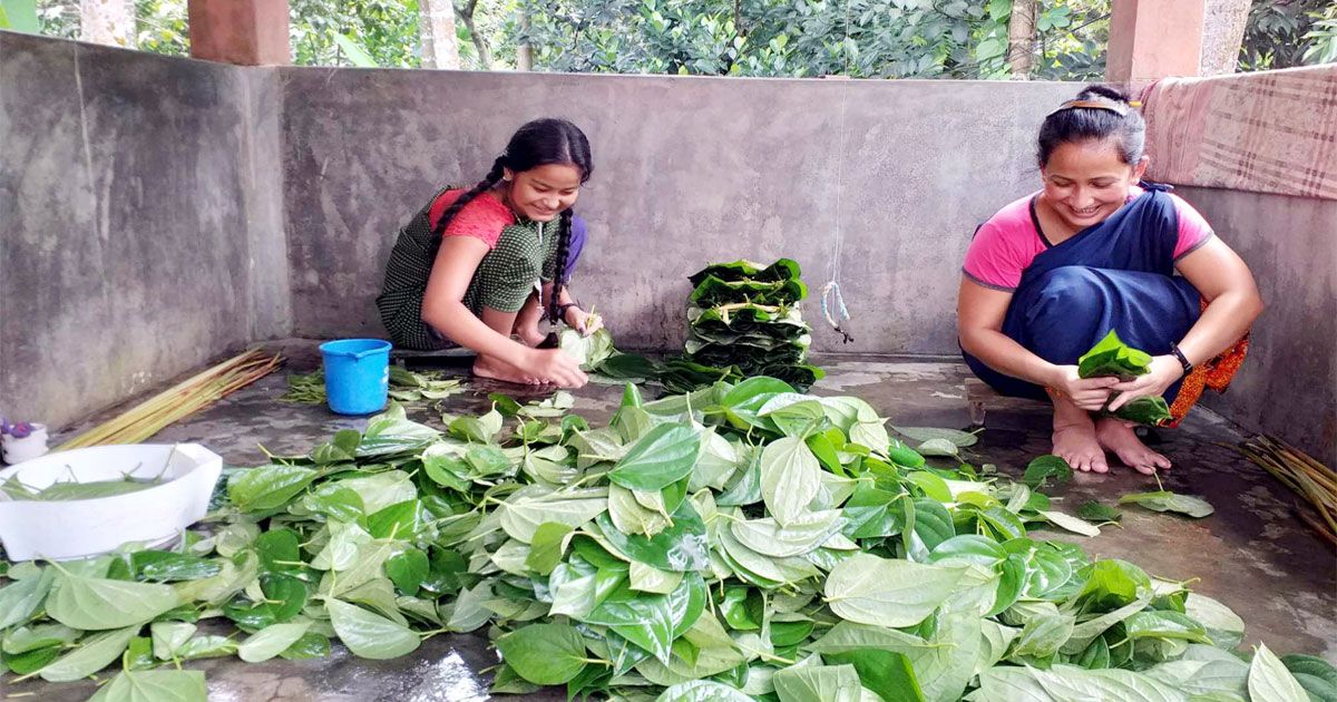 অনাবৃষ্টিতে মাথায় হাত খাসিয়া পানচাষিদের