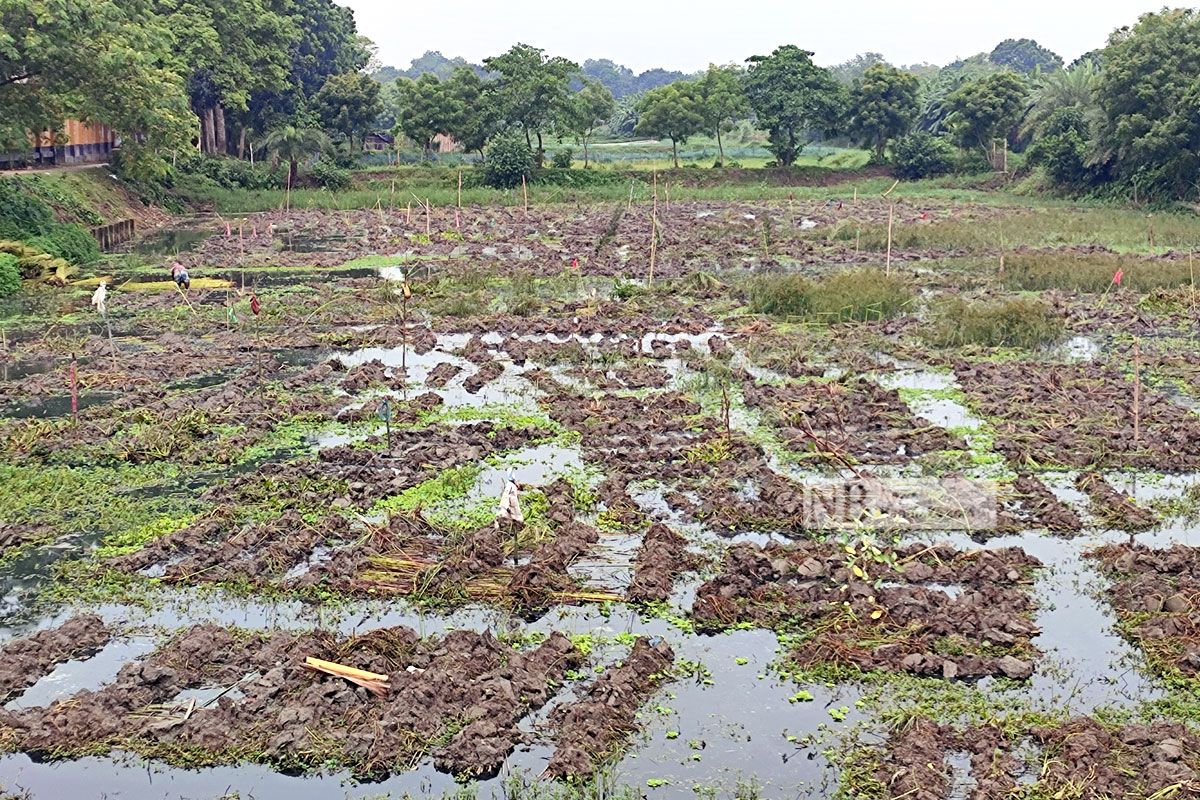 পাট জাগের জন‍্য পুকুর ভাড়া, জমাট ব‍্যবসা