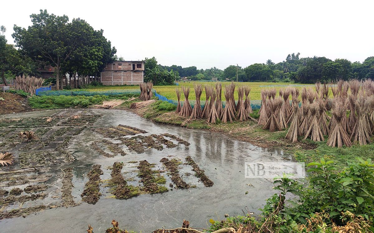 পাট জাগের জন‍্য পুকুর ভাড়া, জমাট ব‍্যবসা