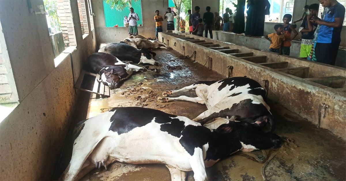 হঠাৎ-ছটফট-করে-মারা-গেল-খামারির-১১-ফ্রিজিয়ান-গরু