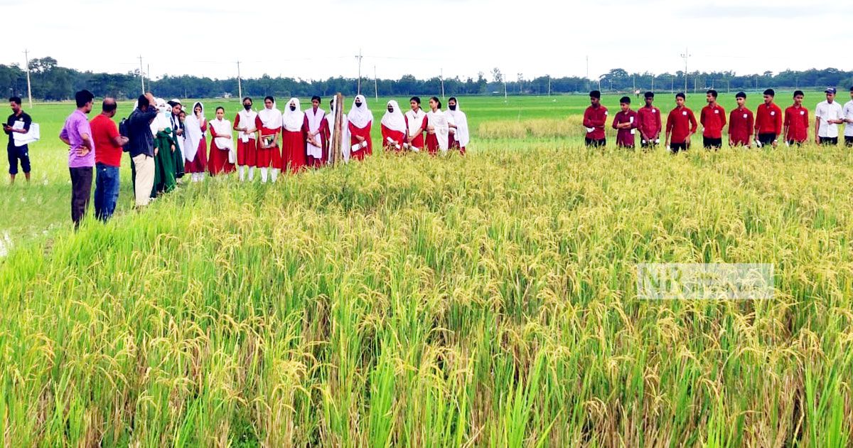 ধানের নতুন জাত উদ্ভাবন, এক রোপণে ৫ ফলন
