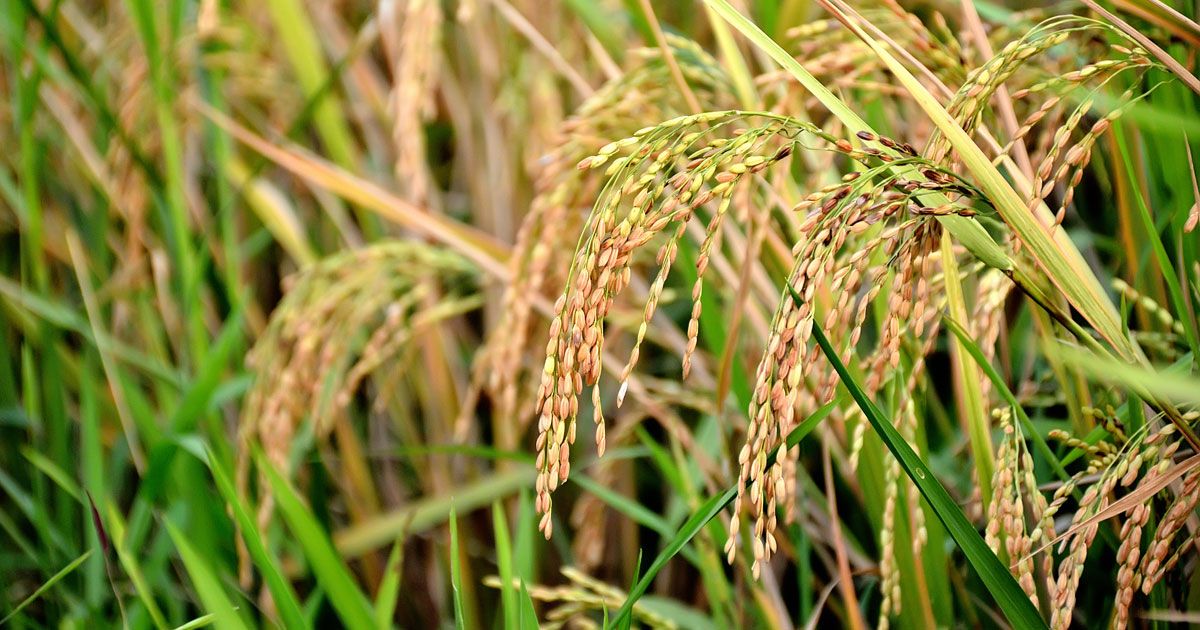 ধানের নতুন জাত উদ্ভাবন, এক রোপণে ৫ ফলন