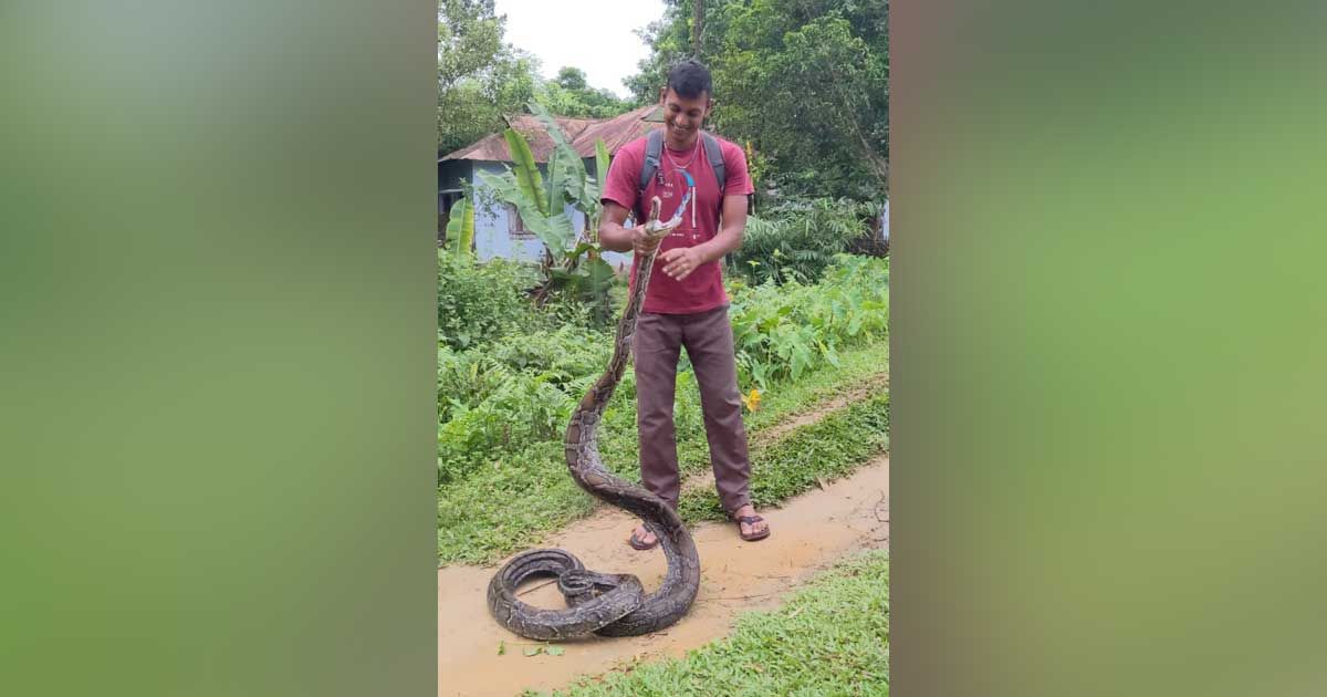 ১০ ফুট লম্বা অজগর উদ্ধারের পর লাউয়াছড়ায় অবমুক্ত    