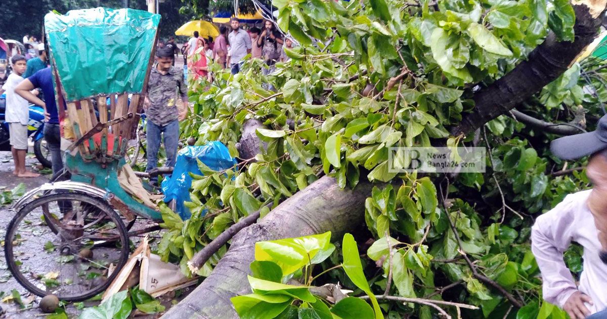 টিএসসিতে গাছ পড়ে রিকশাচালক নিহত, আহত এক শিক্ষার্থী