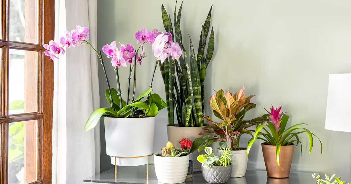 Follow-these-five-rules-to-save-indoor-plants