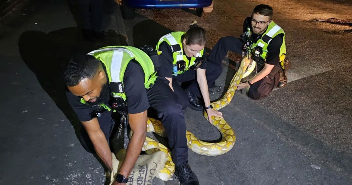 A-12-foot-python-on-the-streets-of-England