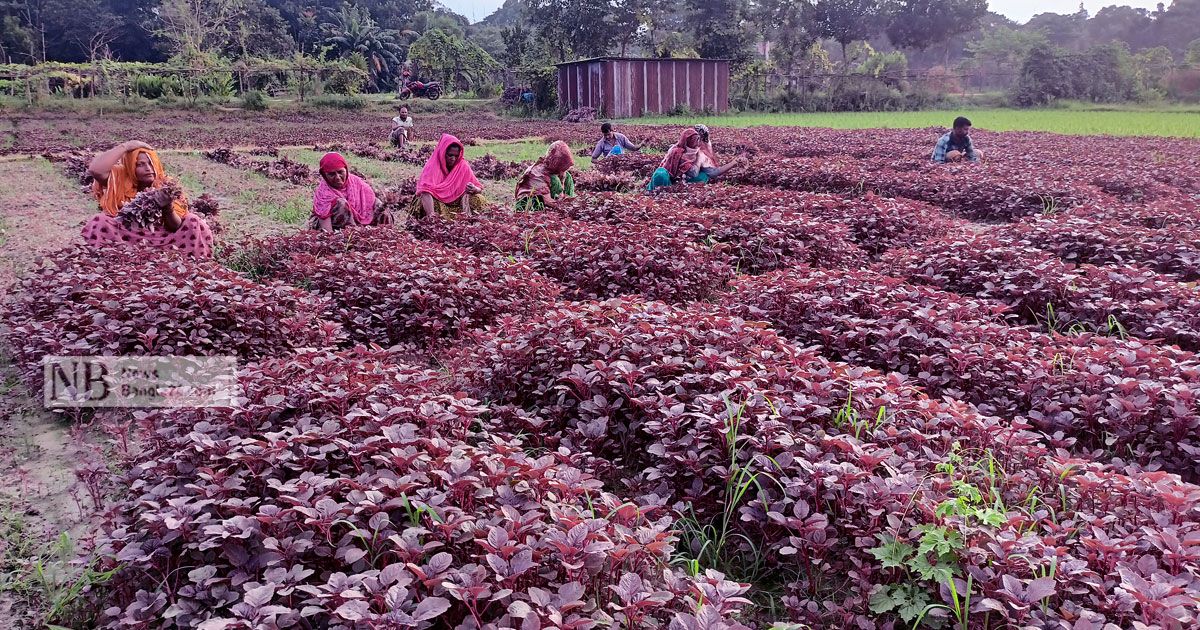 Smiles-on-the-faces-of-Lalshak-farmers-in-the-fields