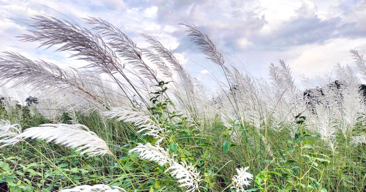 প্রাণ-প্রকৃতিতে কাশফুলের মুগ্ধতা 