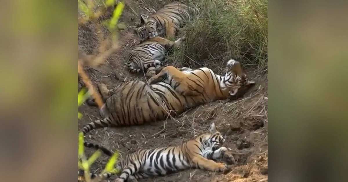ঘুমে-বাঘ-পরিবার-ভিডিও-ভাইরাল