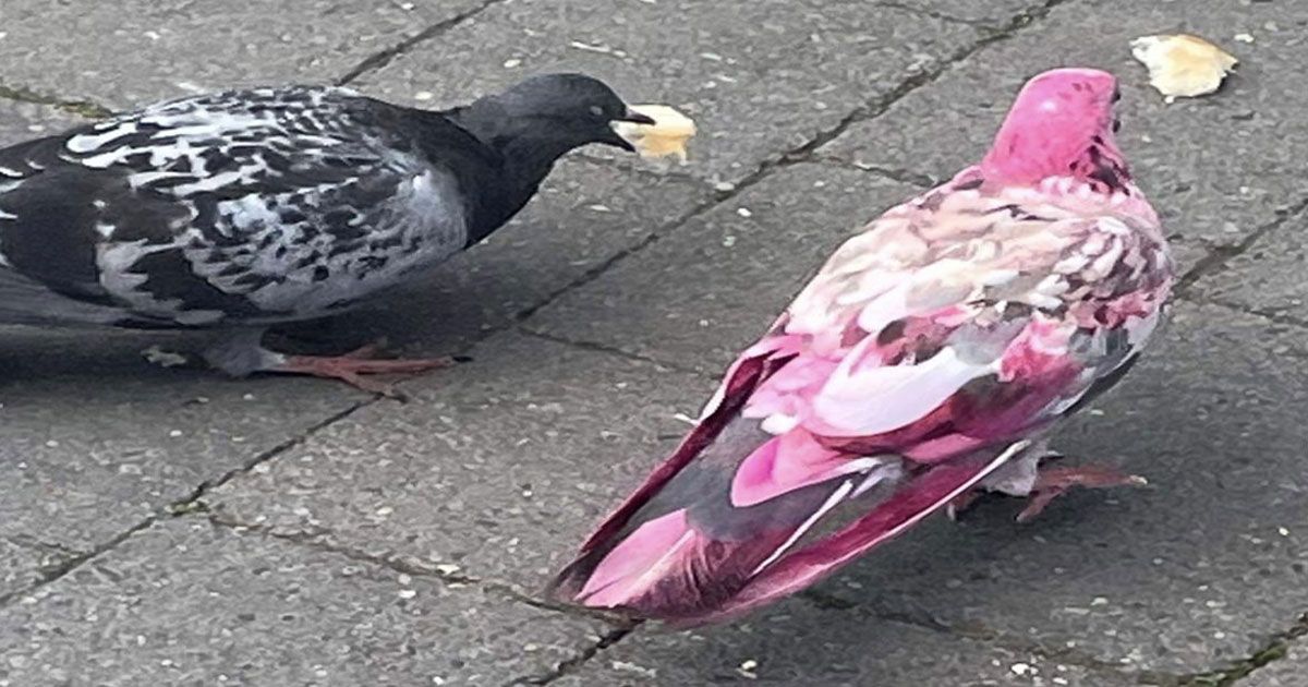 Pink-pigeons-on-the-streets-of-the-UK